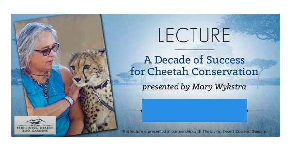Read more about the article A Decade of Success for Cheetah Conversation