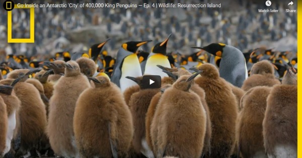 Read more about the article Go Inside an Antarctic ‘City’ of 400,000 King Penguins — Ep. 4 | Wildlife: Resurrection Island