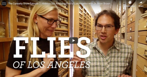Read more about the article Hideous but Amazing Flies of Los Angeles with Dr. Brian Brown
