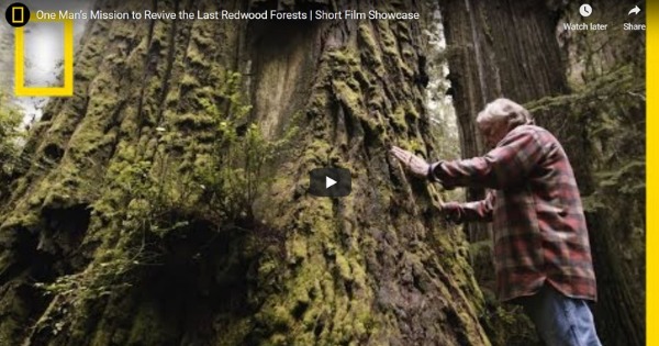 Read more about the article One Man’s Mission to Revive the Last Redwood Forests | Short Film Showcase