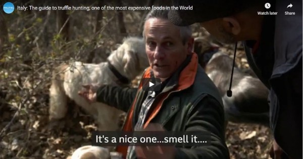 Read more about the article Italy: The Guide to Truffle Hunting