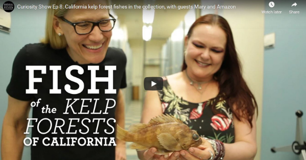 Read more about the article California Kelp Forest Fishes With Guests Mary and Amazon