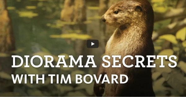 Read more about the article The Curiosity Show Ep. 15 Diorama Secrets With Tim Bovard